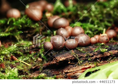 small mushrooms macro / nature forest, strong increase in poisonous mushrooms mold 44651173