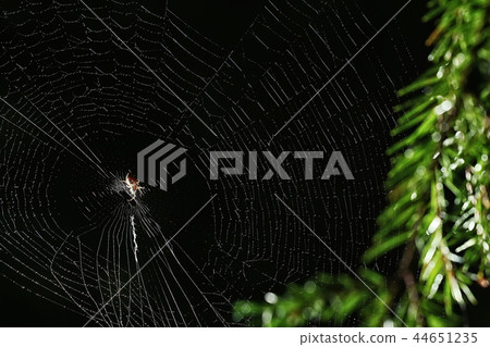 macro picture web / web strands, reflections and water drops on a background of the web macro picture web / web strands, reflections and water drops on a background of the web 44651235