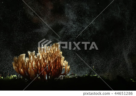 coral mushroom / macro mushroom beautiful nature photo forest coral mushroom / macro mushroom beautiful nature photo forest 44651286