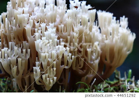coral mushroom / macro mushroom beautiful nature photo forest coral mushroom / macro mushroom beautiful nature photo forest 44651292