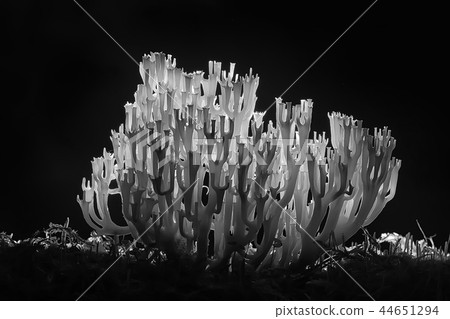 coral mushroom / macro mushroom beautiful nature photo forest coral mushroom / macro mushroom beautiful nature photo forest 44651294