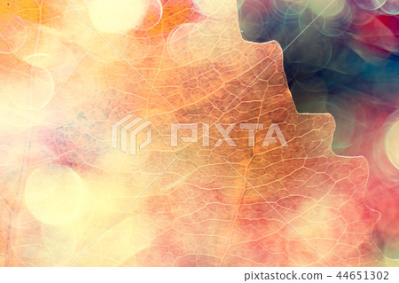 autumn leaves rays of sun background / sunny autumn day background, beautiful autumn leaves in sunlight 44651302
