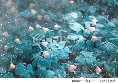 Wild flowers magic picture toning nature Wild flowers magic picture toning nature 44651306