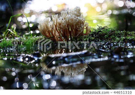 coral mushroom / macro mushroom beautiful nature photo forest 44651310