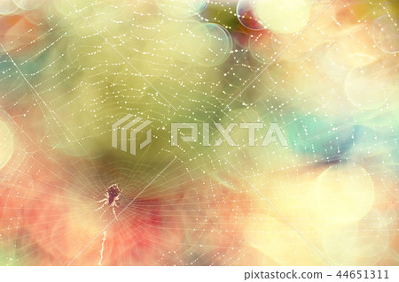 macro picture web / web strands, reflections and water drops on a background of the web macro picture web / web strands, reflections and water drops on a background of the web 44651311