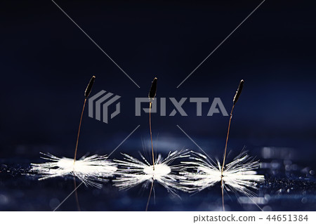 dandelion seeds black background concept lightness 44651384