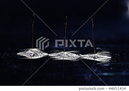 dandelion seeds black background concept lightness 44651434