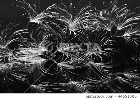 dandelion seeds black background concept lightness 44651506