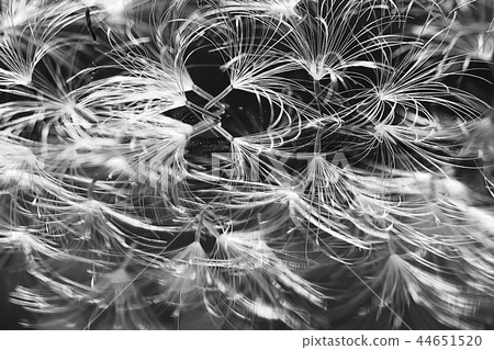 dandelion seeds black background concept lightness 44651520