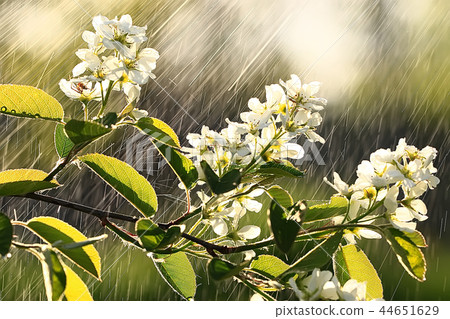 spring background cherry blossoms, beautiful nature blurred background April flowers on a tree 44651629
