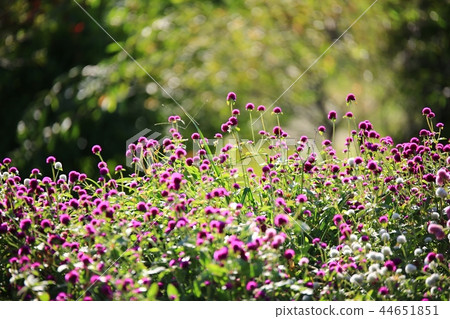 Flower, flower garden, garden, beauty, Flower, flower garden, garden, beauty, 44651851