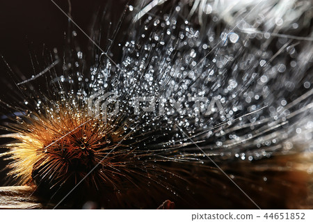 fluffy caterpillar / macro insect, larva, beautiful macro enlarged caterpillar 44651852