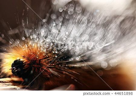 fluffy caterpillar / macro insect, larva, beautiful macro enlarged caterpillar 44651898