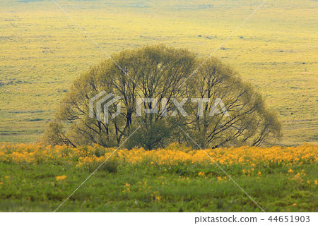 bush field green summer landscape bush field green summer landscape 44651903