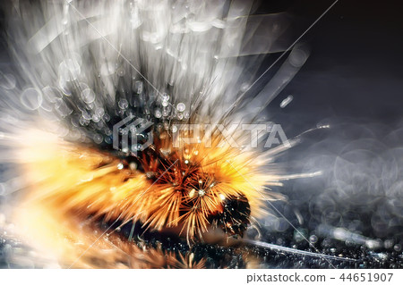 fluffy caterpillar / macro insect, larva, beautiful macro enlarged caterpillar fluffy caterpillar / macro insect, larva, beautiful macro enlarged caterpillar 44651907