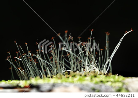 small mushrooms macro / nature forest, strong increase in poisonous mushrooms mold 44652211