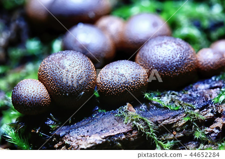 small mushrooms macro / nature forest, strong increase in poisonous mushrooms mold 44652284