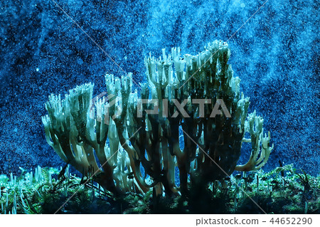 coral mushroom / macro mushroom beautiful nature photo forest 44652290