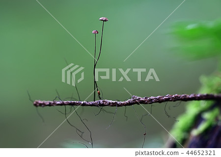 small mushrooms macro / nature forest, strong increase in poisonous mushrooms mold 44652321