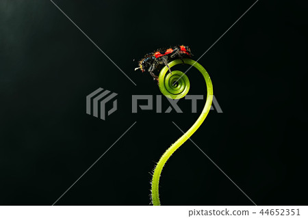 small beetle on sprout / nature, concept ecology, sprout leaf, macro beetle, sweet nature small beetle on sprout / nature, concept ecology, sprout leaf, macro beetle, sweet nature 44652351