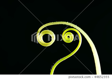 young shoots stems black background / nature concept spring freshness strength health, green leaves design young shoots stems black background / nature concept spring freshness strength health, green leaves design 44652355