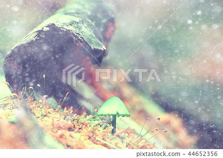 small mushrooms macro / nature forest, strong increase in poisonous mushrooms mold 44652356