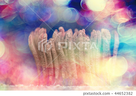 small mushrooms macro / nature forest, strong increase in poisonous mushrooms mold 44652382