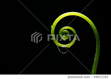 spring young sprouts / beautiful nature background, young spring leaves, green shoots 44652385