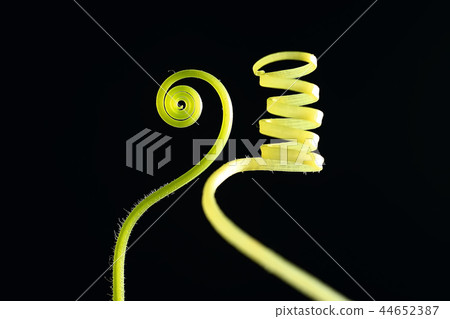 young shoots stems black background / nature concept spring freshness strength health, green leaves design 44652387