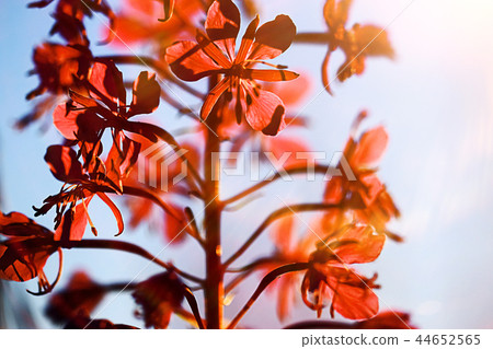 Flowers on a green meadow 44652565