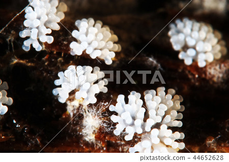 Coral mushroom on a tree 44652628