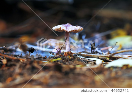 Different mushrooms in the clearing Different mushrooms in the clearing 44652741