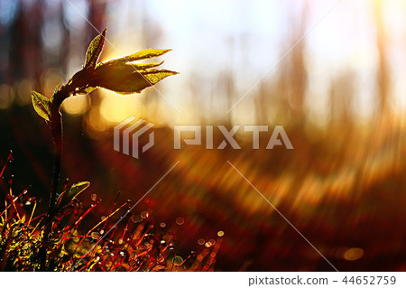 moss macro spring / natural spring background with rays of sun moss nature moss macro spring / natural spring background with rays of sun moss nature 44652759