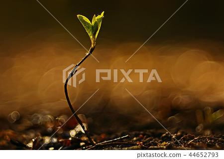 spring greens background, abstract blurred nature beautiful pictures, green shoots 44652793