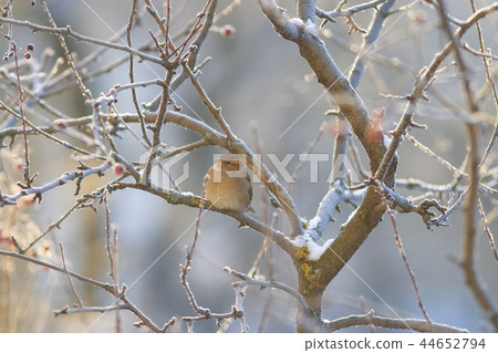The bird is sitting on a branch The bird is sitting on a branch 44652794