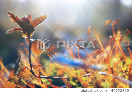 background green grass / fresh summer background on nature leaves 44652839