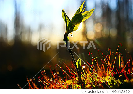 spring greens background, abstract blurred nature beautiful pictures, green shoots 44652840