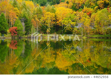 (Nagano Prefecture) Autumn leaves of Shiga Kogen and Kido pond 44652938