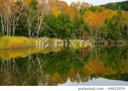 （長野縣）志賀高原和基多池塘的秋葉 44652954