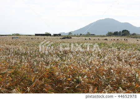 秋天，蘆葦，蘆葦，秋天風景，順天灣 44652978