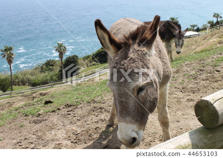 Donkey and the sea Donkey and the sea 44653103