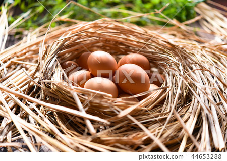 Egg 2 44653288