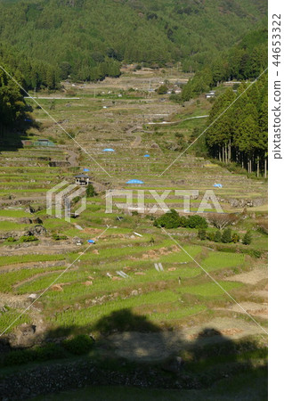 在山上的梯田 44653322