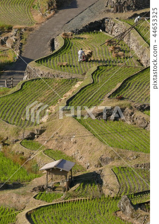 梯田和農民 44653325