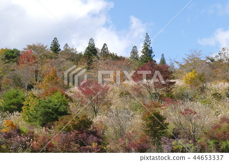 在樹的五顏六色的葉子 44653337