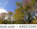 晴朗的天空和落下的樹木 44653340