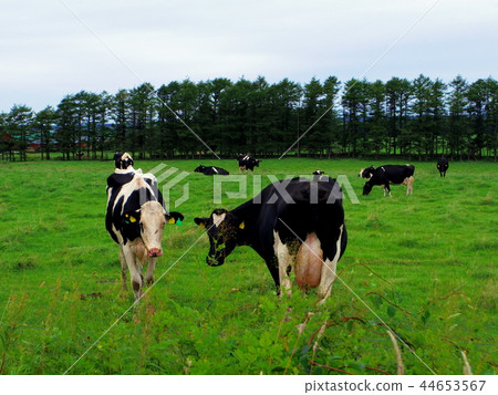 Cattle grazing in Hokkaido (Hamanakacho, Hokkaido) Cattle grazing in Hokkaido (Hamanakacho, Hokkaido) 44653567