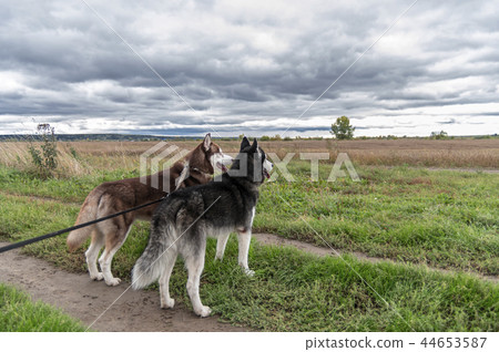 Two husky dogs on a leash stand 44653587