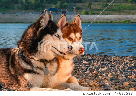 Portrait cute dogs on the summer beach background. 44653588