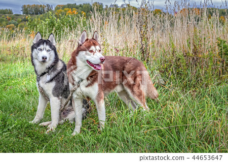 Siberian husky dogs walk in the autumn field. 44653647